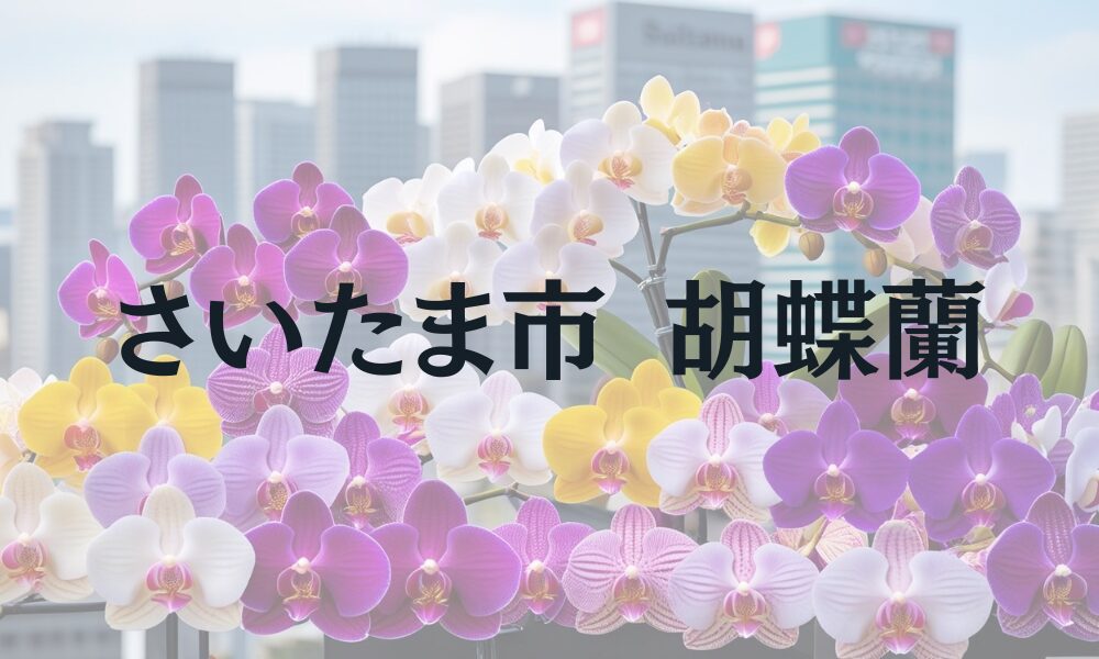 さいたま市胡蝶蘭