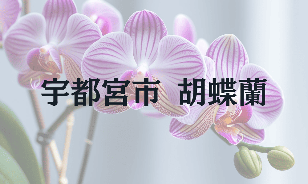 宇都宮市 胡蝶蘭