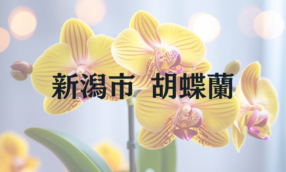 新潟市 胡蝶蘭