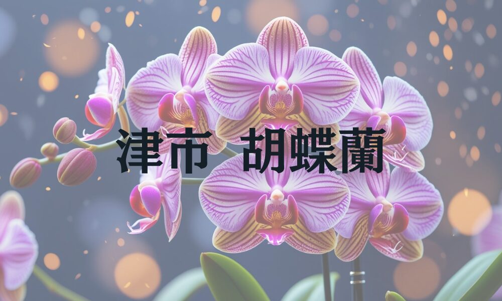 津市 胡蝶蘭