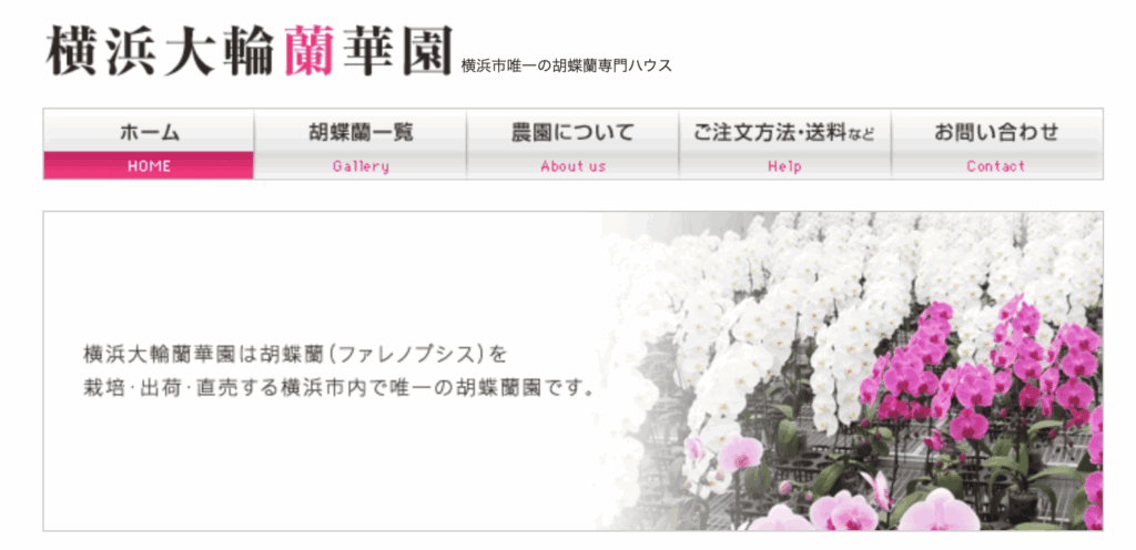 横浜　胡蝶蘭